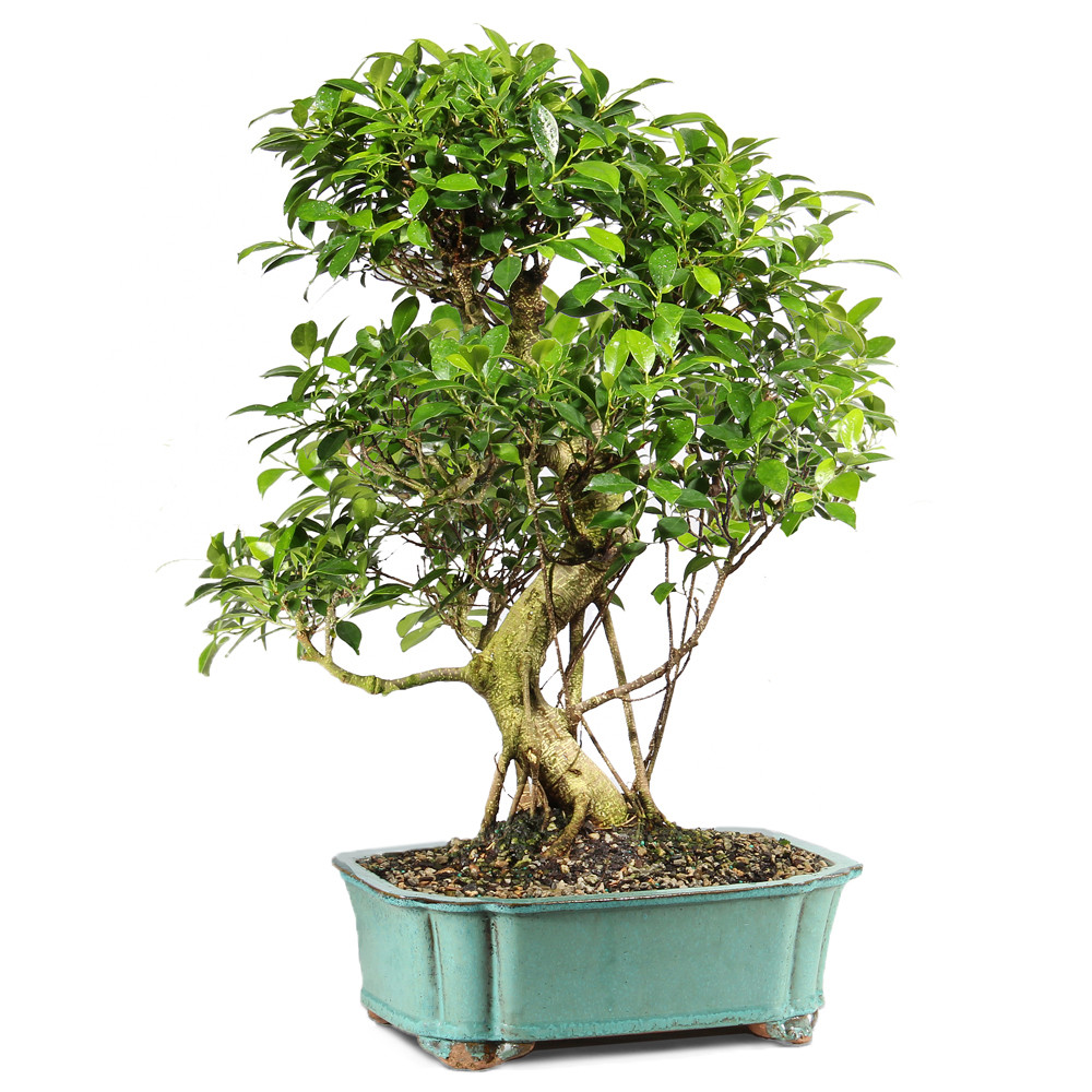 GOLDEN GATE FICUS - ST9122GGF-T - Brussel's Bonsai