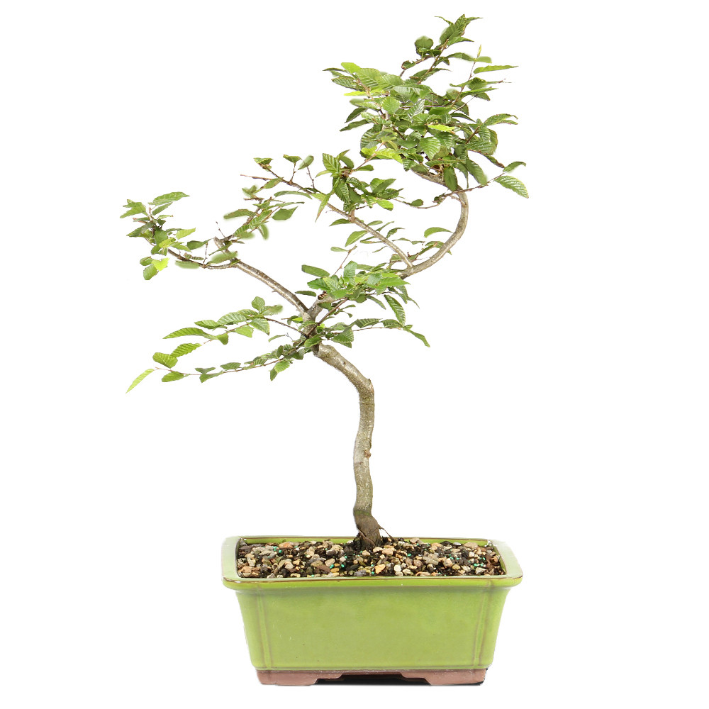 Korean Hornbeam - ST3924KH-L