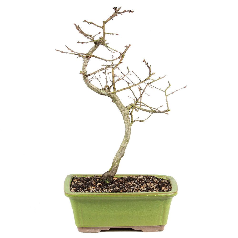 Korean Hornbeam - ST3924KH-Z