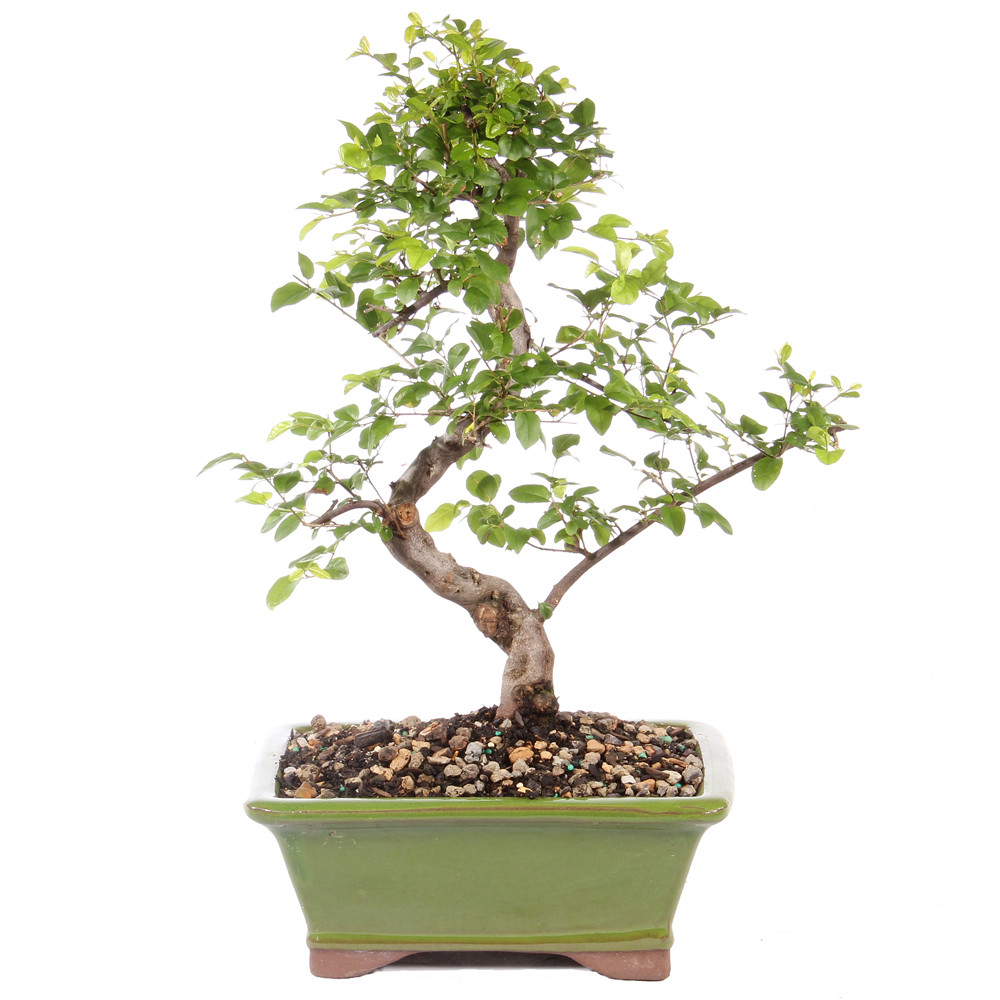 a small tree in a pot