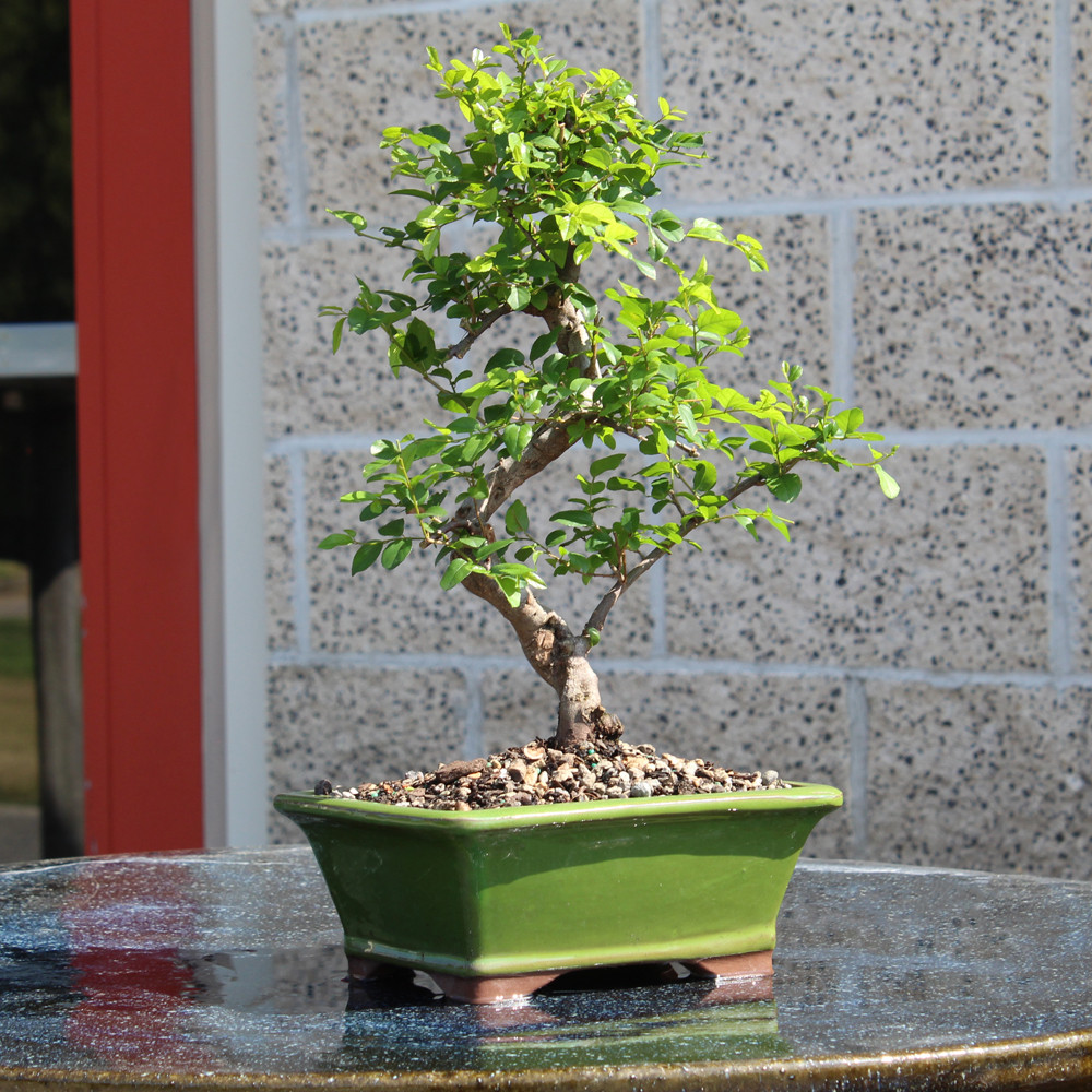 a small tree in a pot