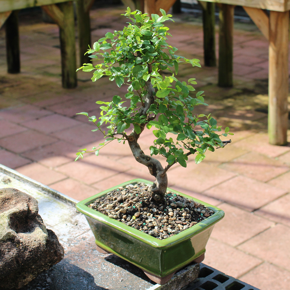 A small bonsai tree in a green pot sits on a brick patio, showcasing its intricate branches and lush foliage