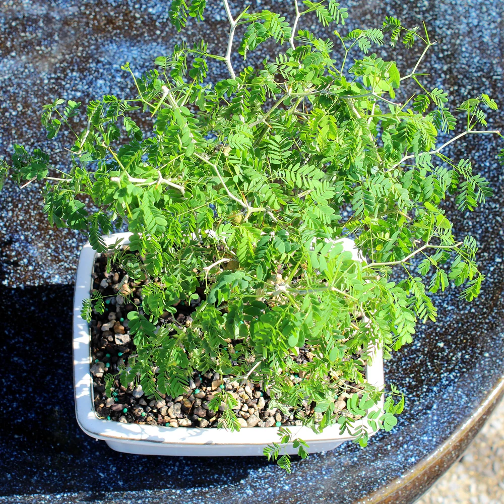 A small potted plant rests on a table, showcasing vibrant green leaves in a minimalist container