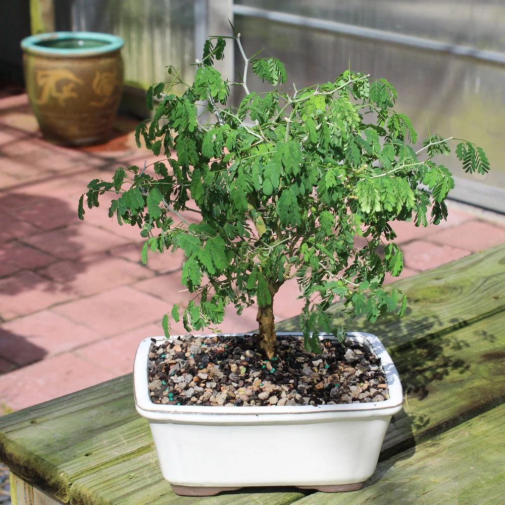 a small tree in a pot
