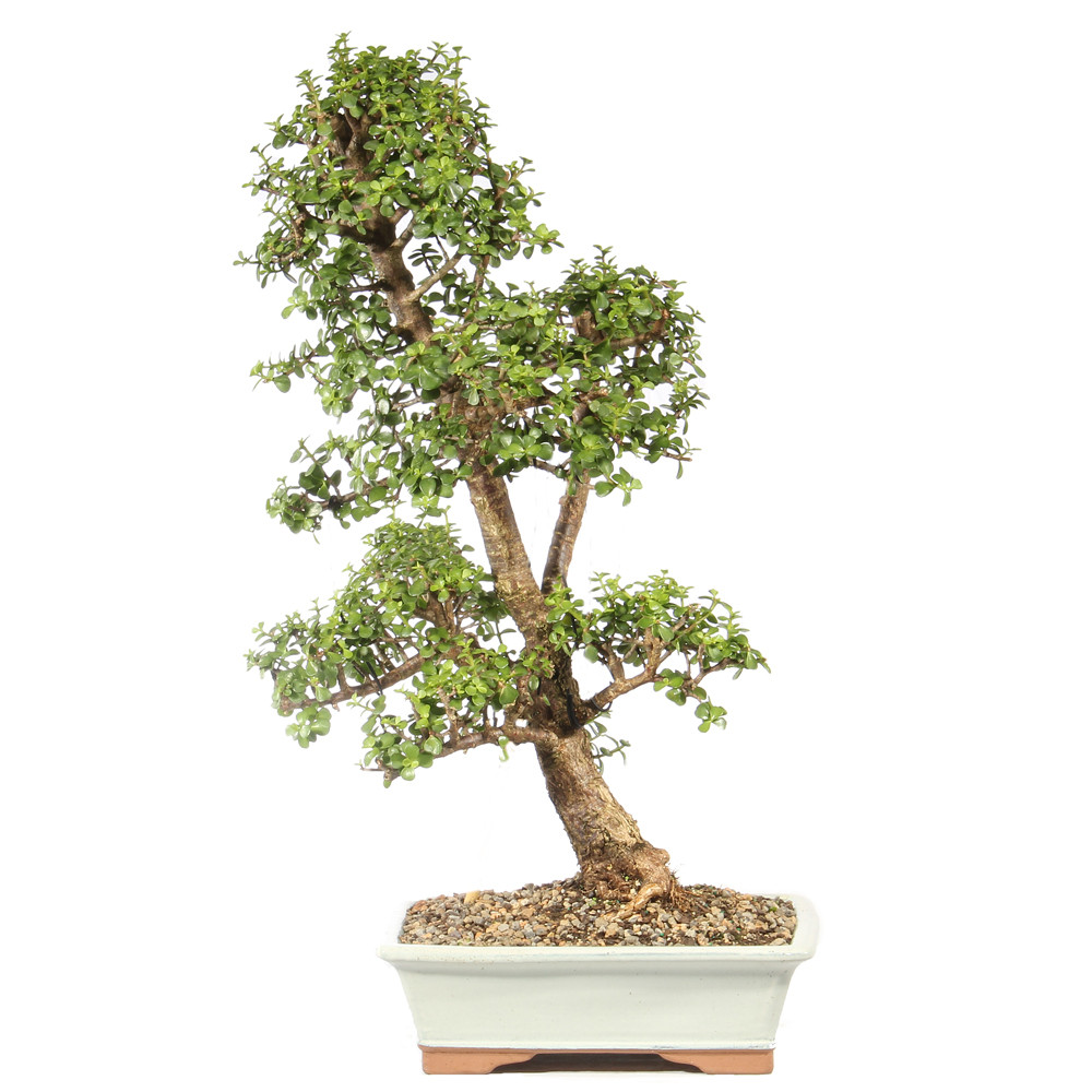 Dwarf Jade - ST4324DJ-J PICK UP ONLY - Brussel's Bonsai