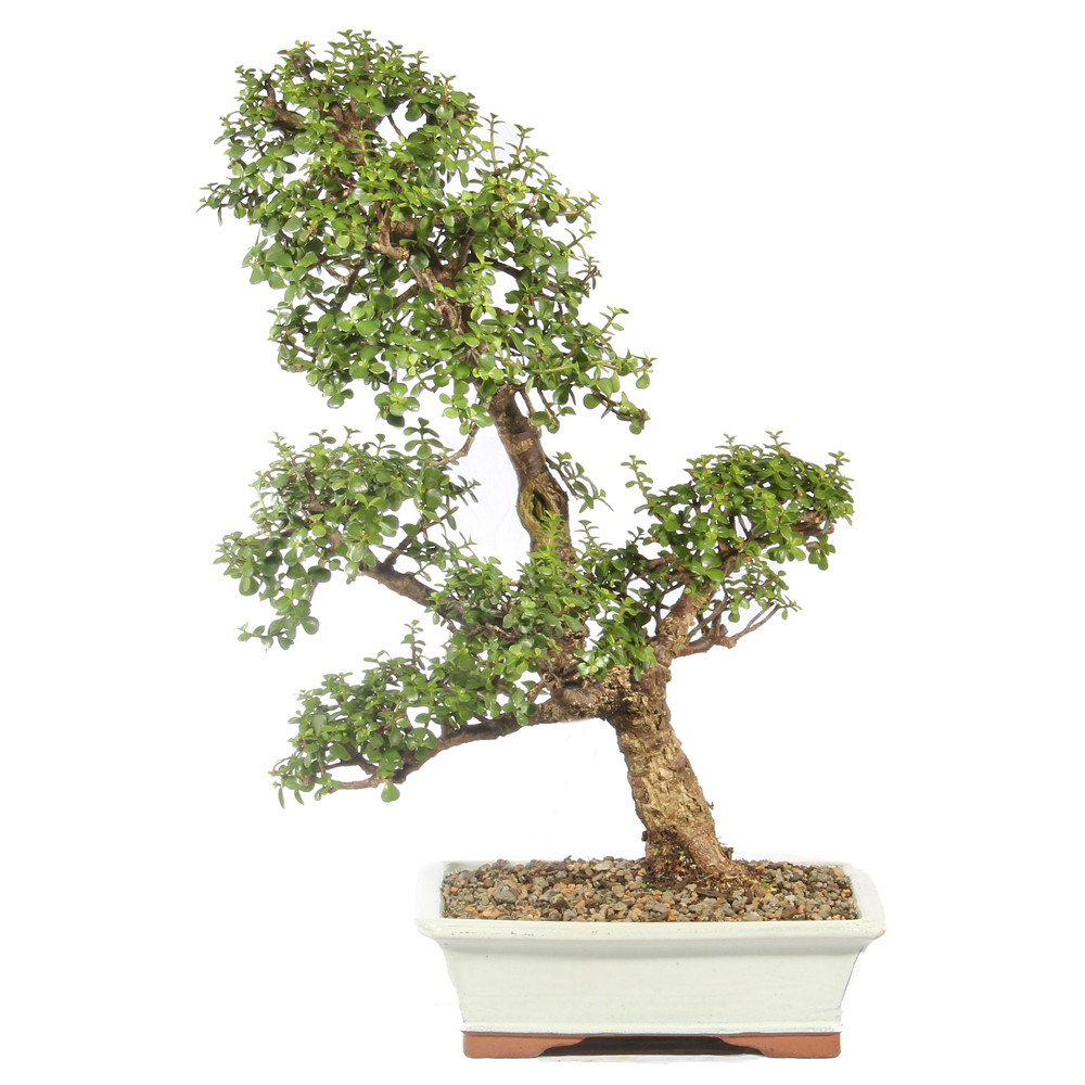 a bonsai tree in a white pot