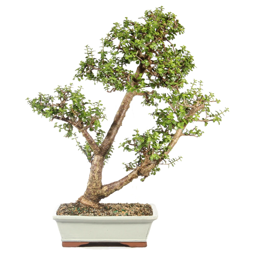 a bonsai tree in a white pot