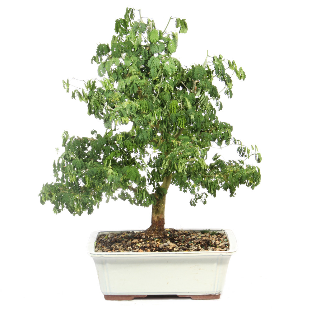 a small tree in a white pot