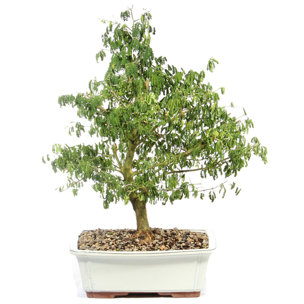 Brazillian Rain Tree - ST4924BRT- H