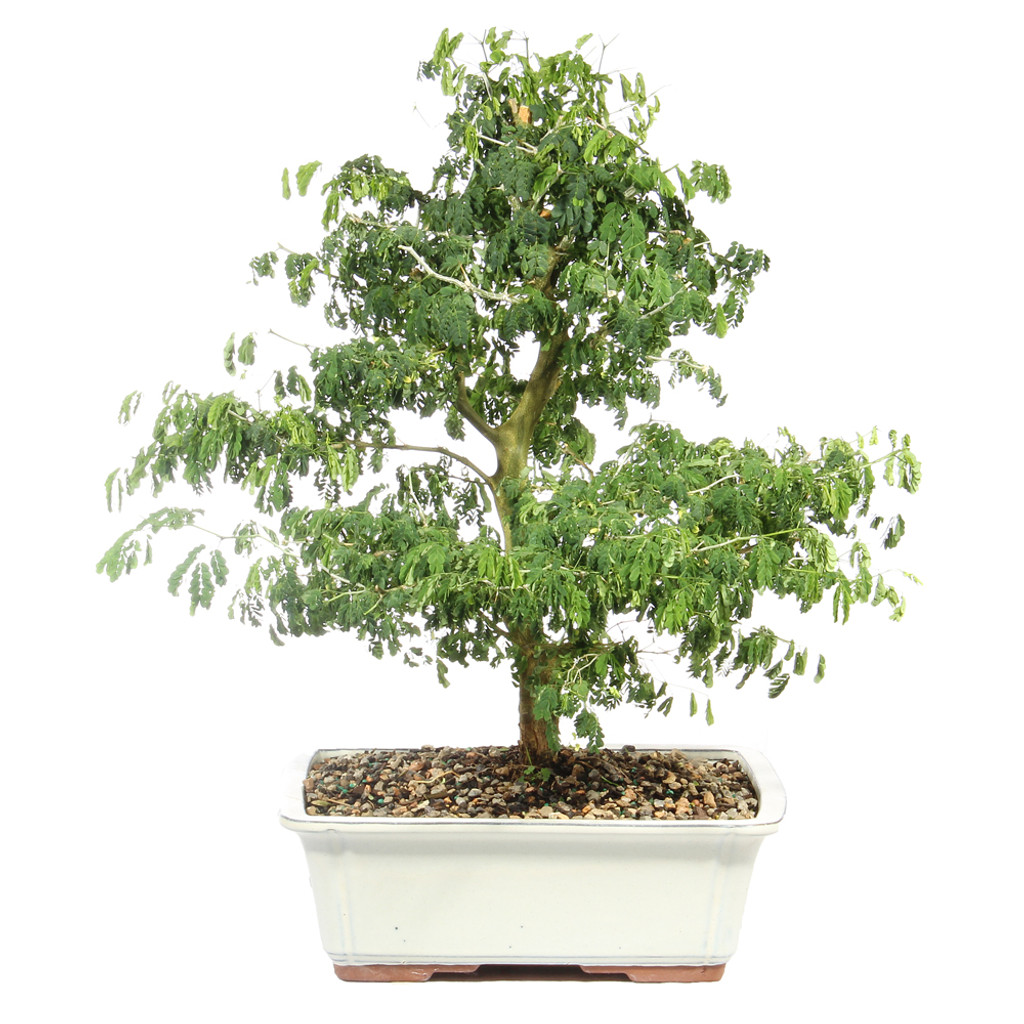 Brazillian Rain Tree - ST4924BRT- I