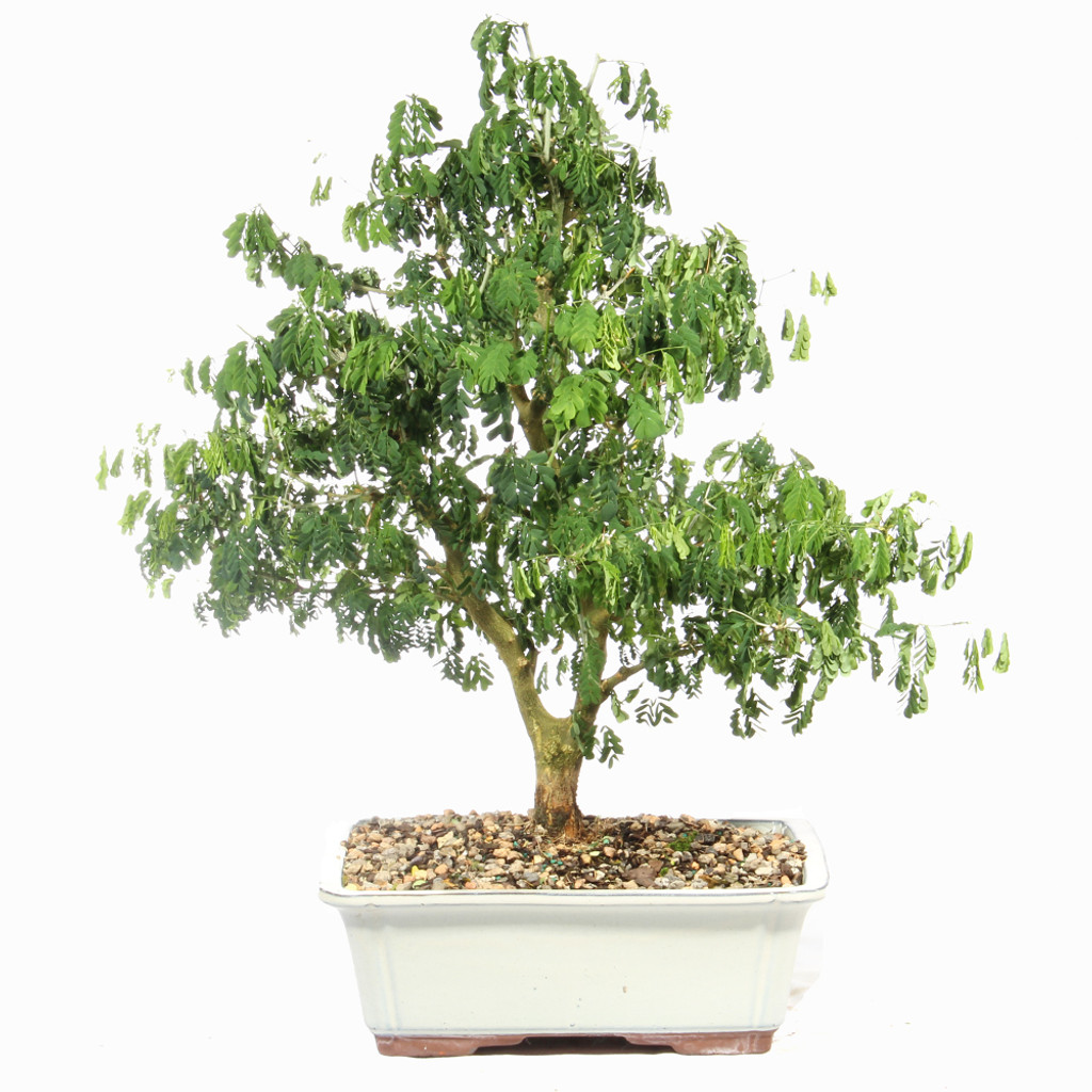 Brazillian Rain Tree - ST4924BRT- K