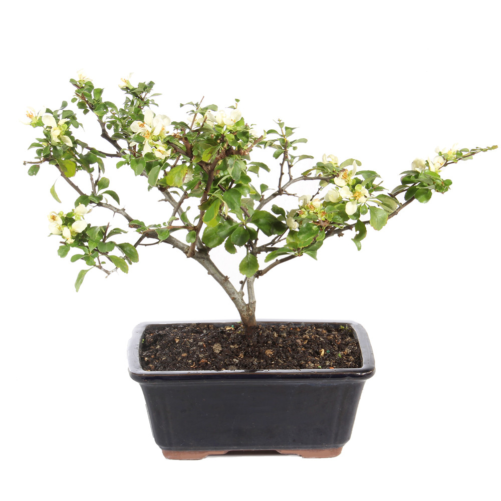 Baiser 華 White Chojubai Quince - DT0124WCQ - Brussel's Bonsai