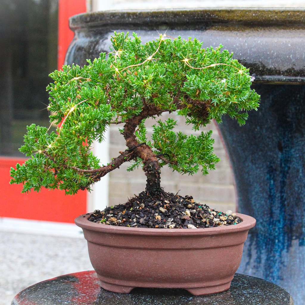 Green Mound Juniper With Lights - DT7079GMJL - Brussel's Bonsai