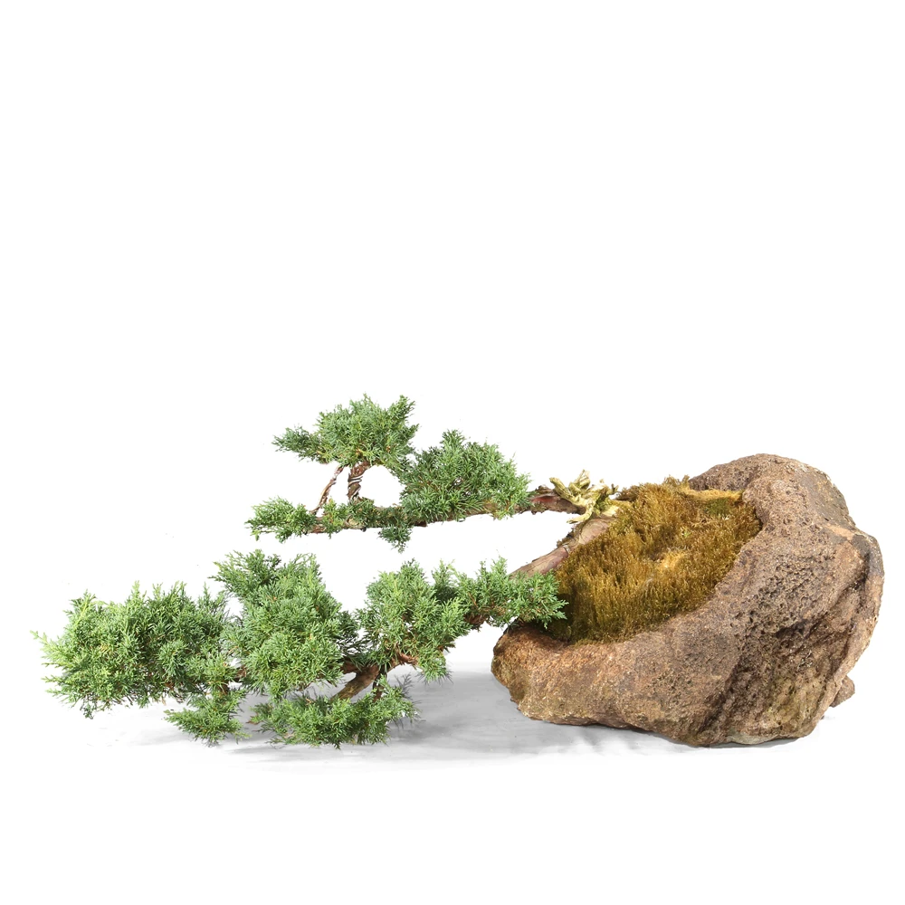 a tree growing on a rock