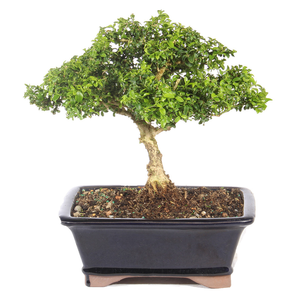 a small tree in a pot