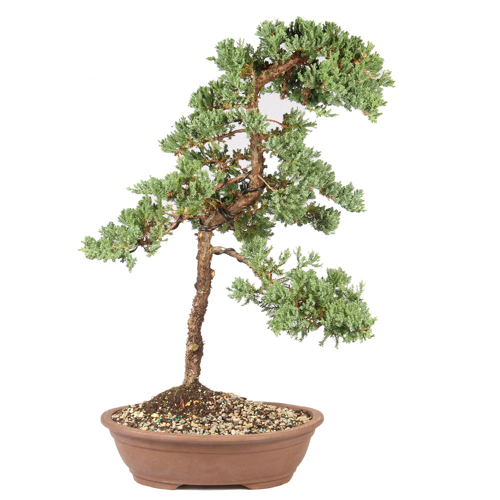 a small tree in a pot