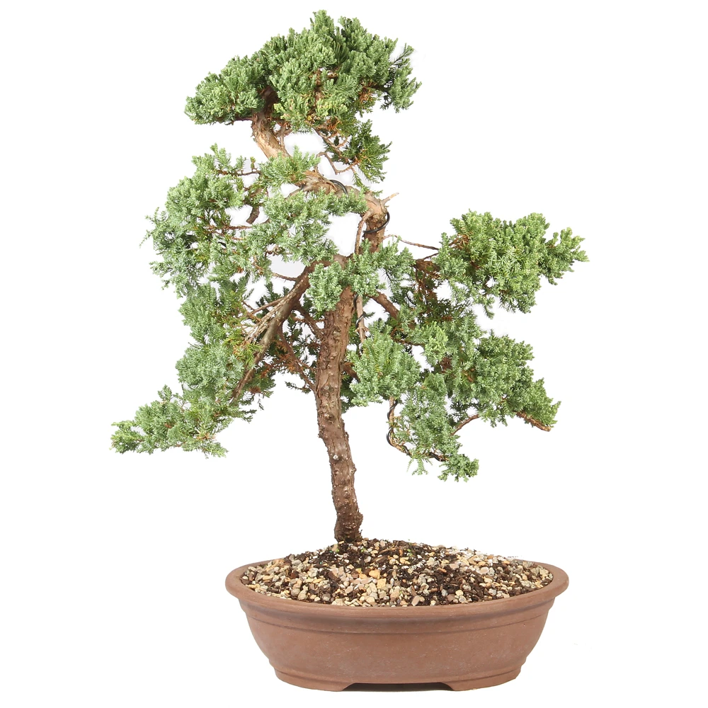 a small tree in a pot
