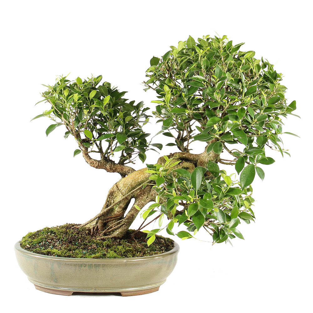 a bonsai tree in a pot