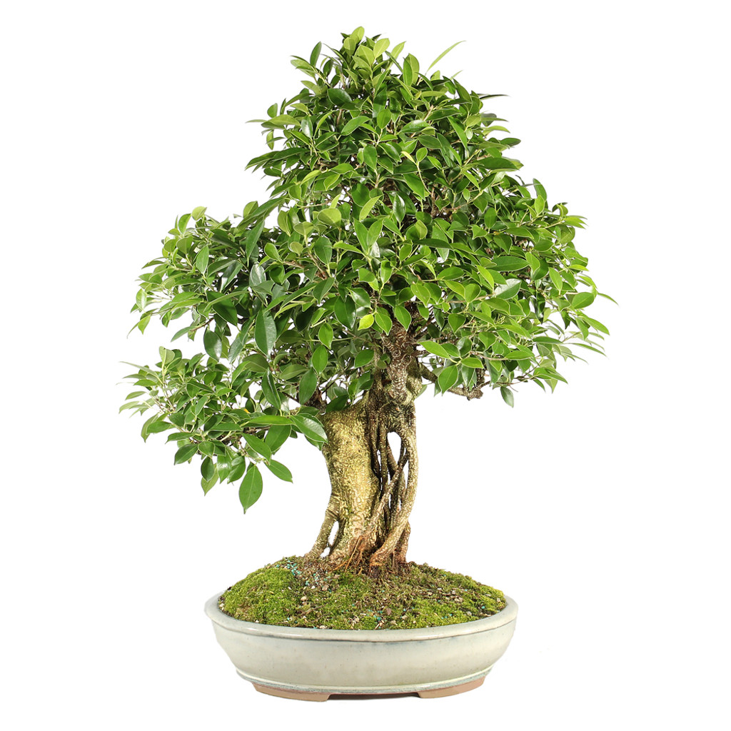 Golden Gate Ficus - ST7124GGF-A