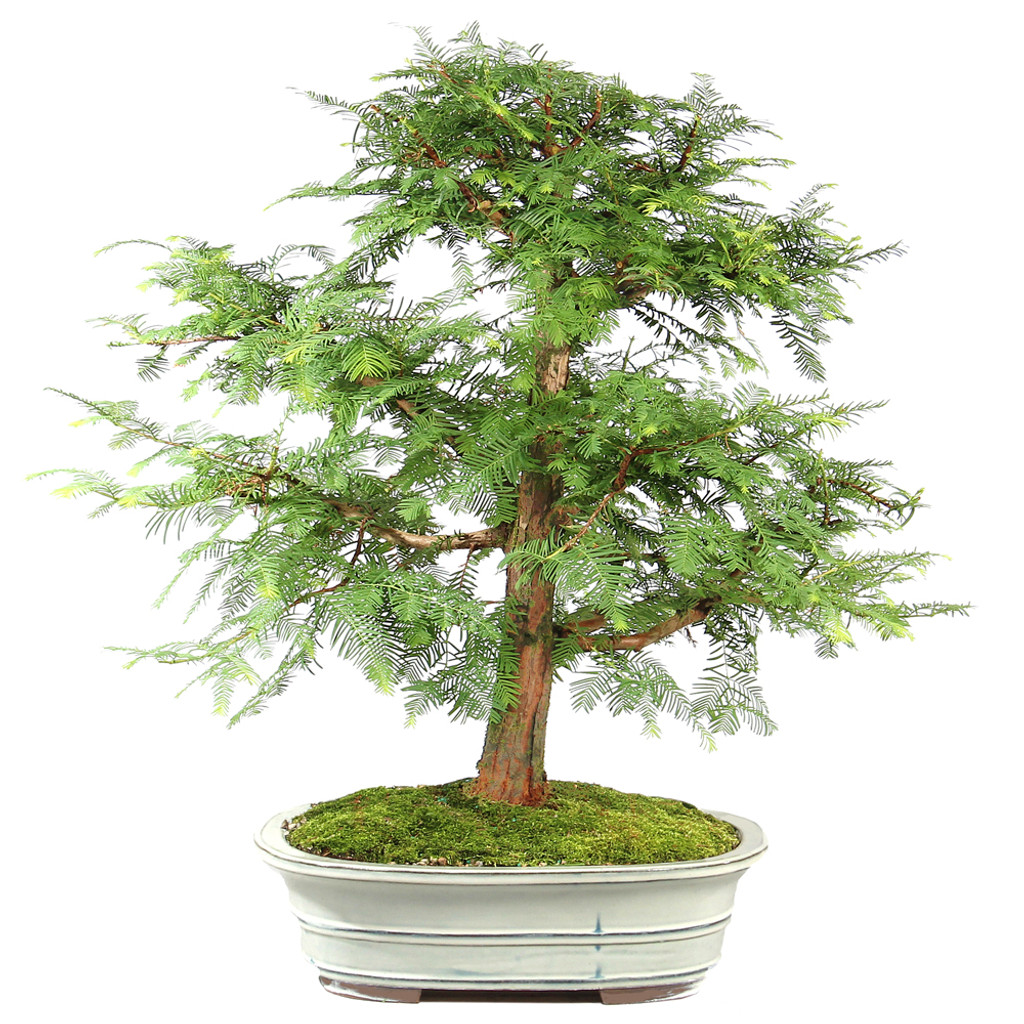 Dawn Redwood - ST7424DR-J