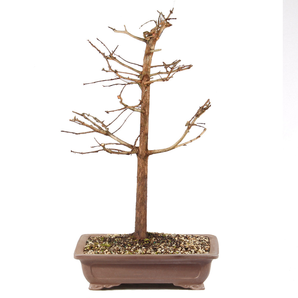 a tree in a pot