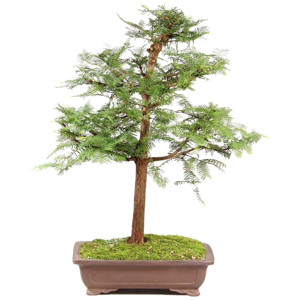 a tree in a pot