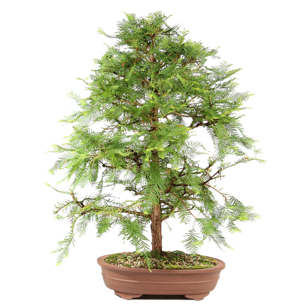 Dawn Redwood - ST7424DR-S