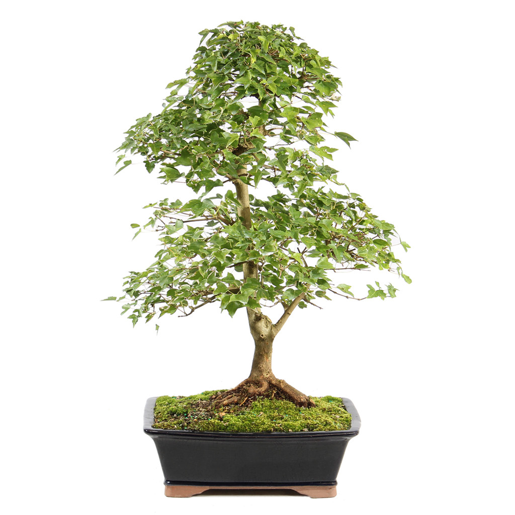 Trident Maple - ST1125TM-D