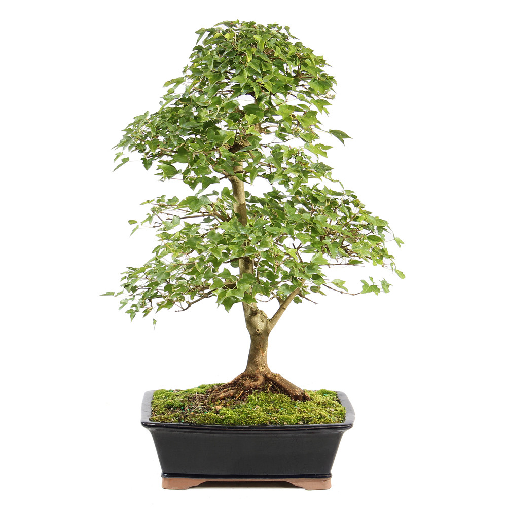 a small tree in a pot