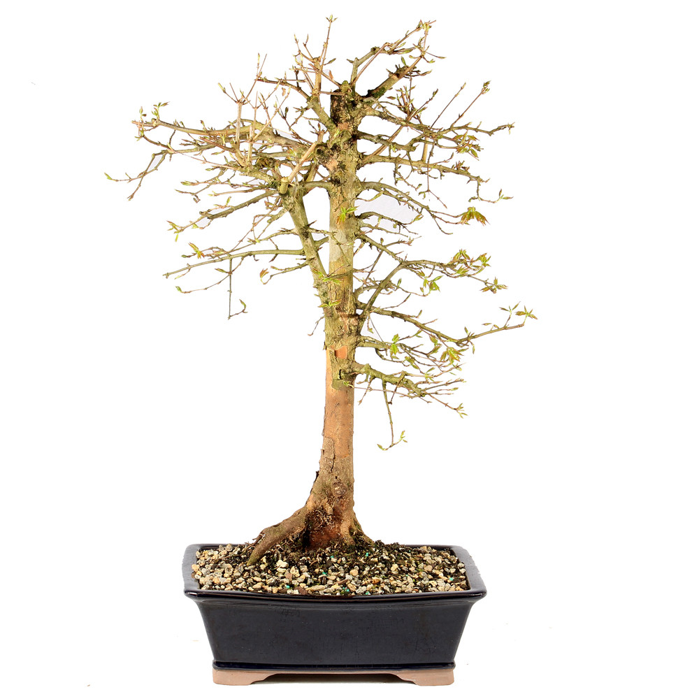 a tree in a pot