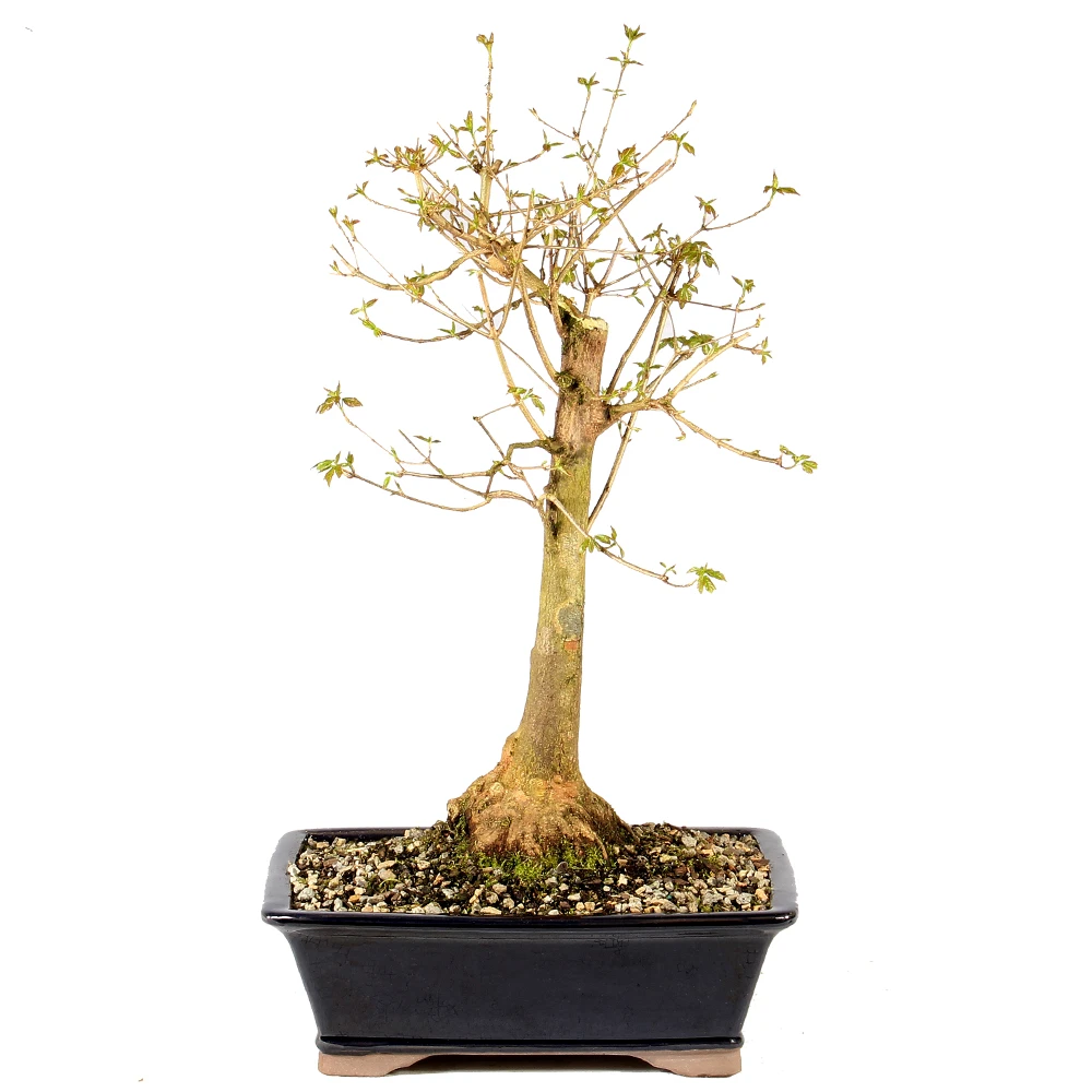 a small tree in a black pot