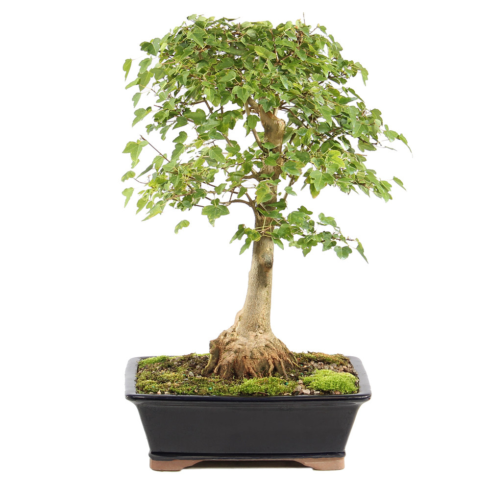 a small tree in a black pot