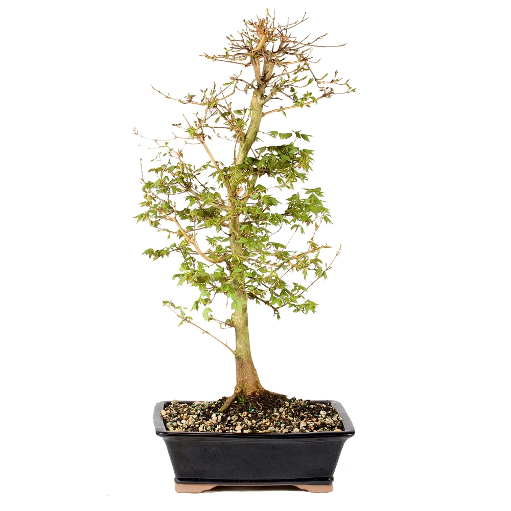 a small tree in a pot