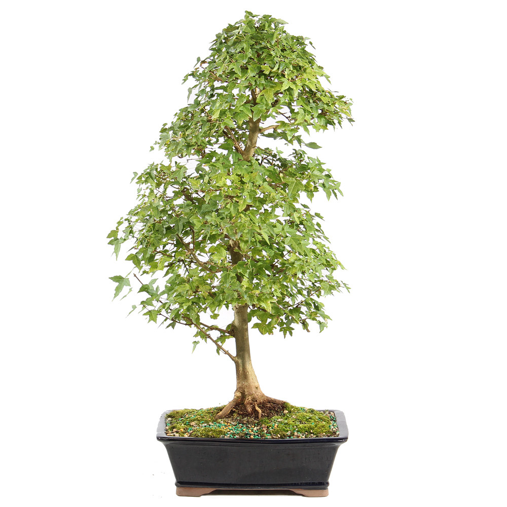 a small tree in a pot