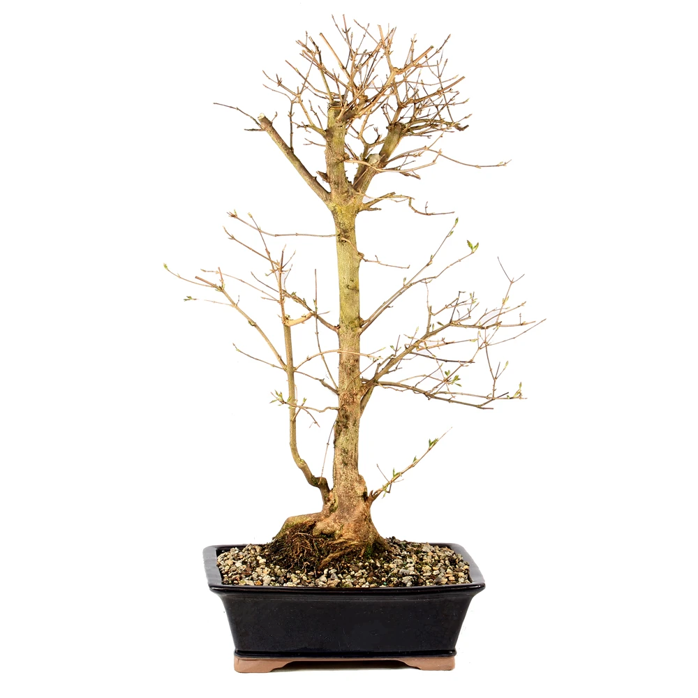 a tree in a pot