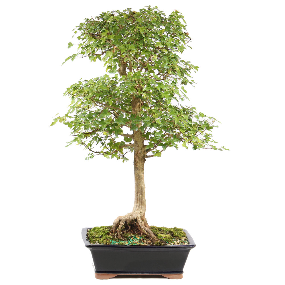 a small tree in a black pot
