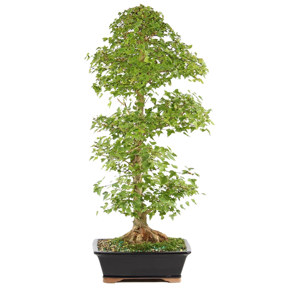 a tree in a pot