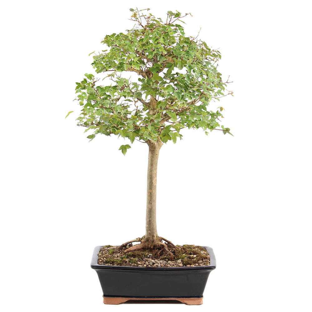 a small tree in a pot