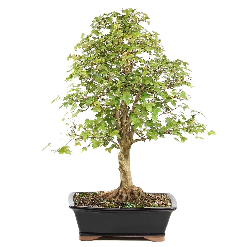 a small tree in a pot