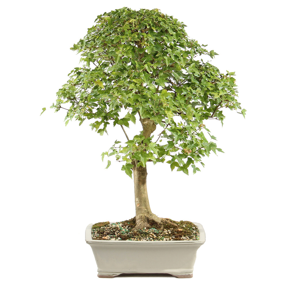 a tree in a pot