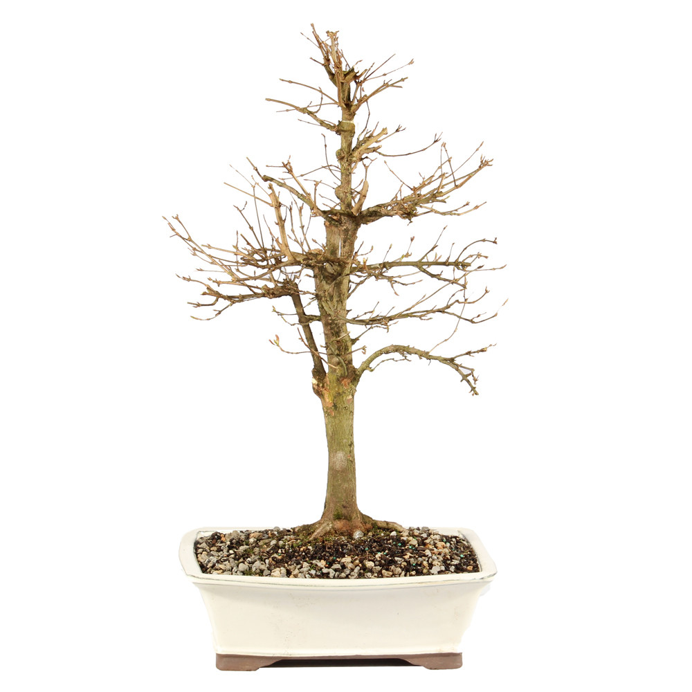 a small tree in a white pot