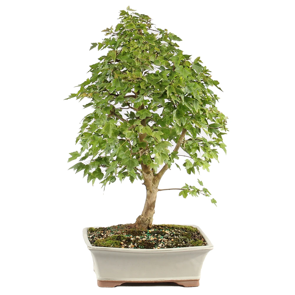 a small tree in a white pot