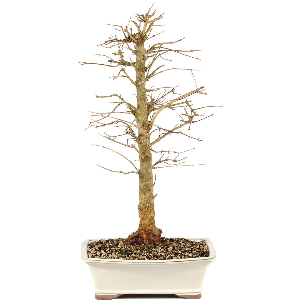 a tree in a pot