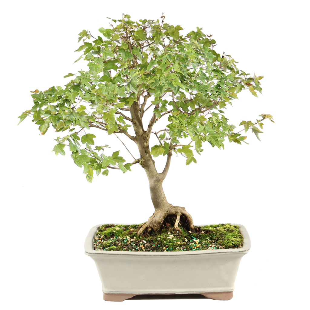 Trident Maple - ST1325TM-U