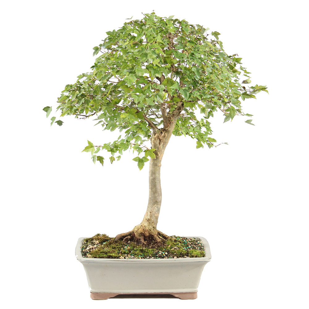 a tree in a pot