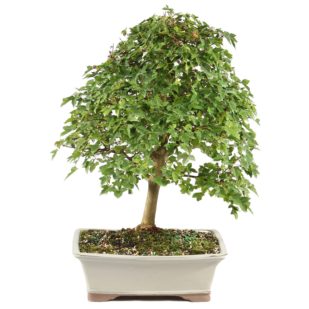 Trident Maple - ST1325TM-X