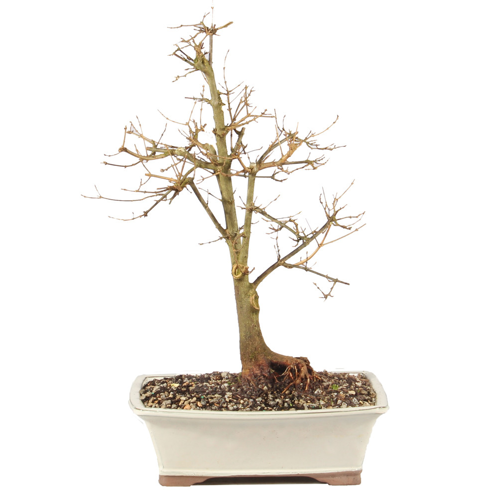 a small tree in a white pot