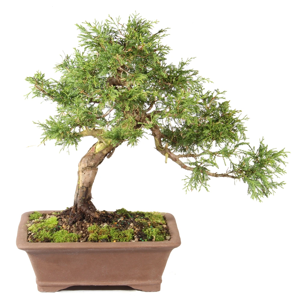 a bonsai tree in a pot