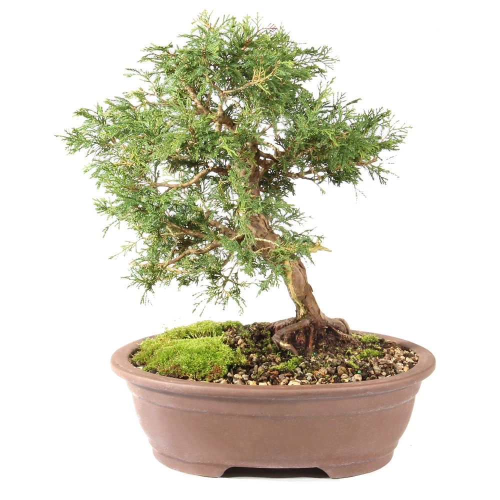 a bonsai tree in a pot
