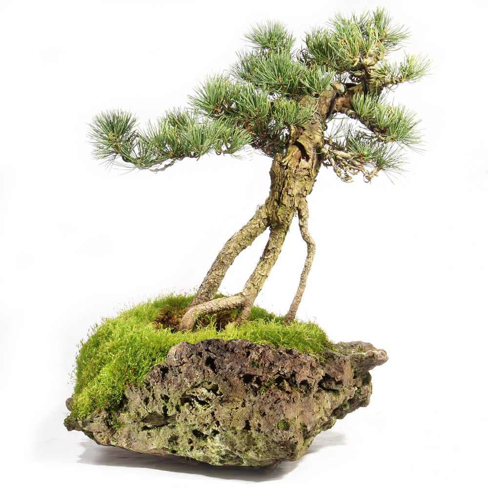 a bonsai tree on a rock